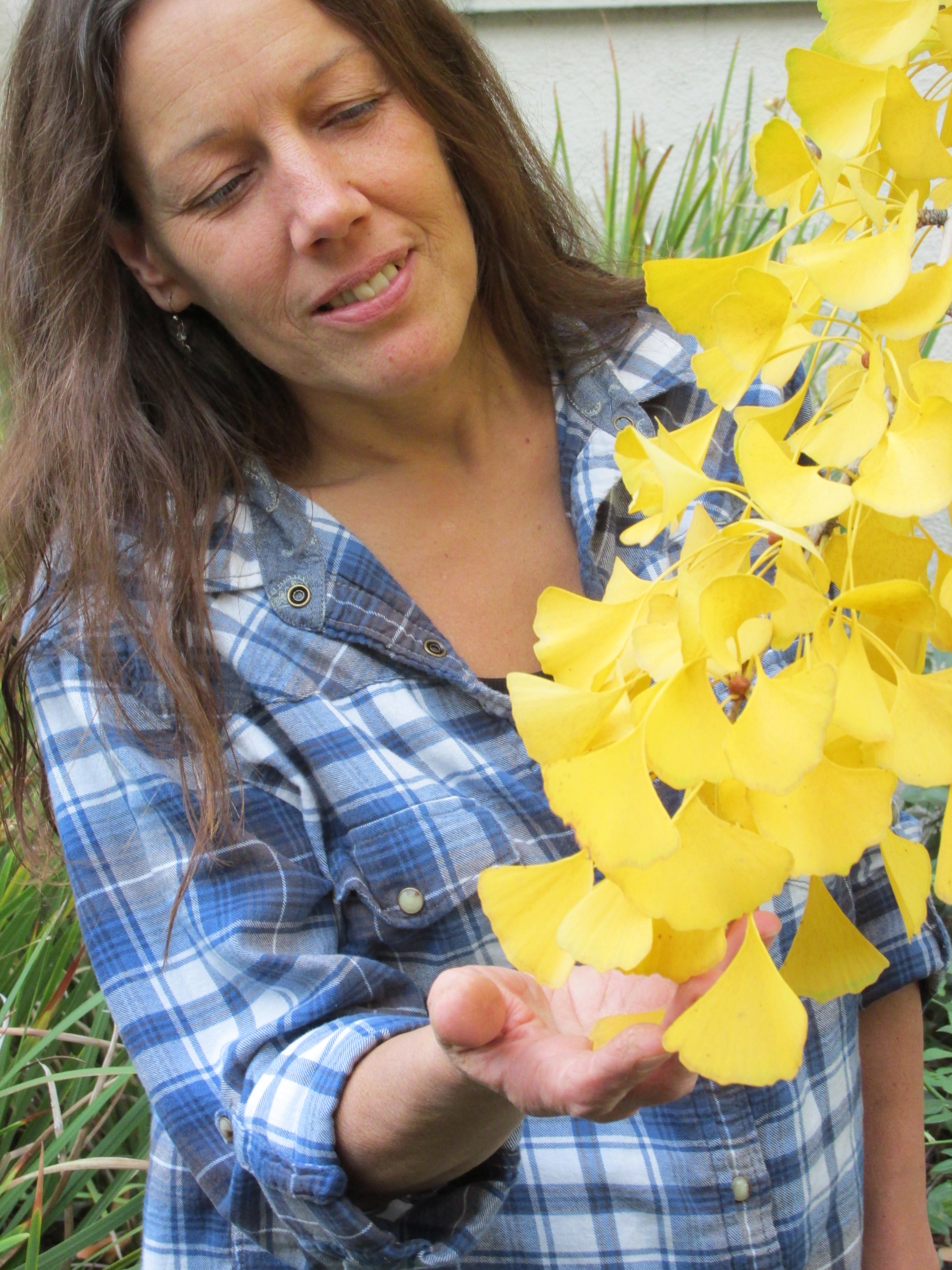FORAGING FOR GINKGO (Ginkgo biloba) – School of Self-Reliance