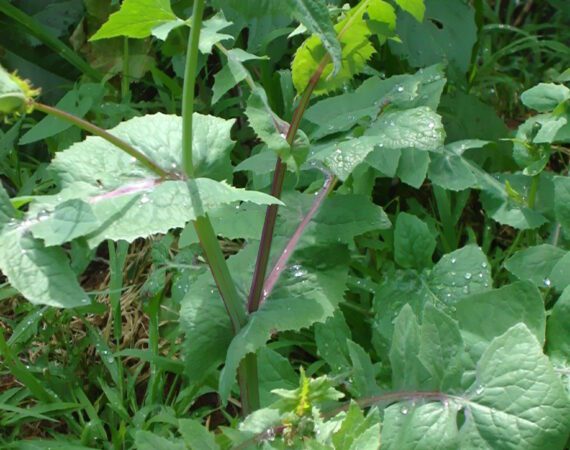 MEET SOW THISTLE -- often confused for dandelion