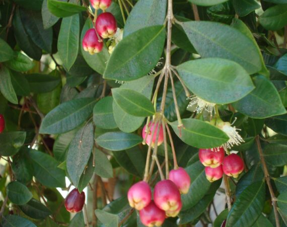 LILLY PILLY -- Australia's Gift to the World