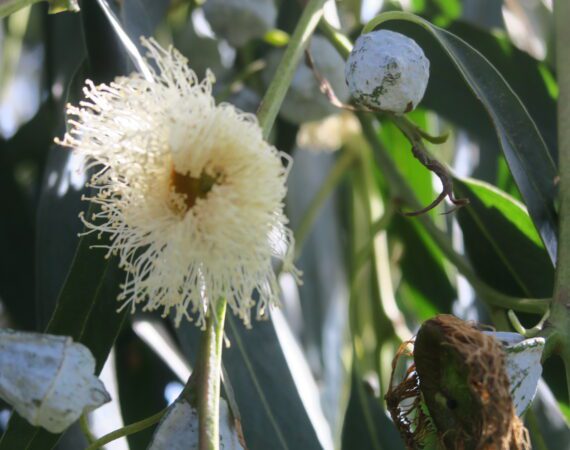 ARE EUCALYPTUS A DESIRABLE SPECIES...