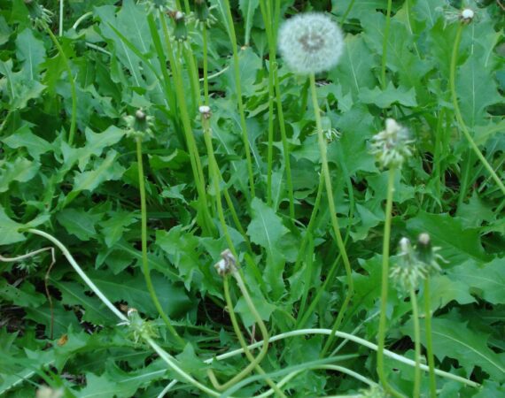DANDELION -- POOR MAN'S GINSENG